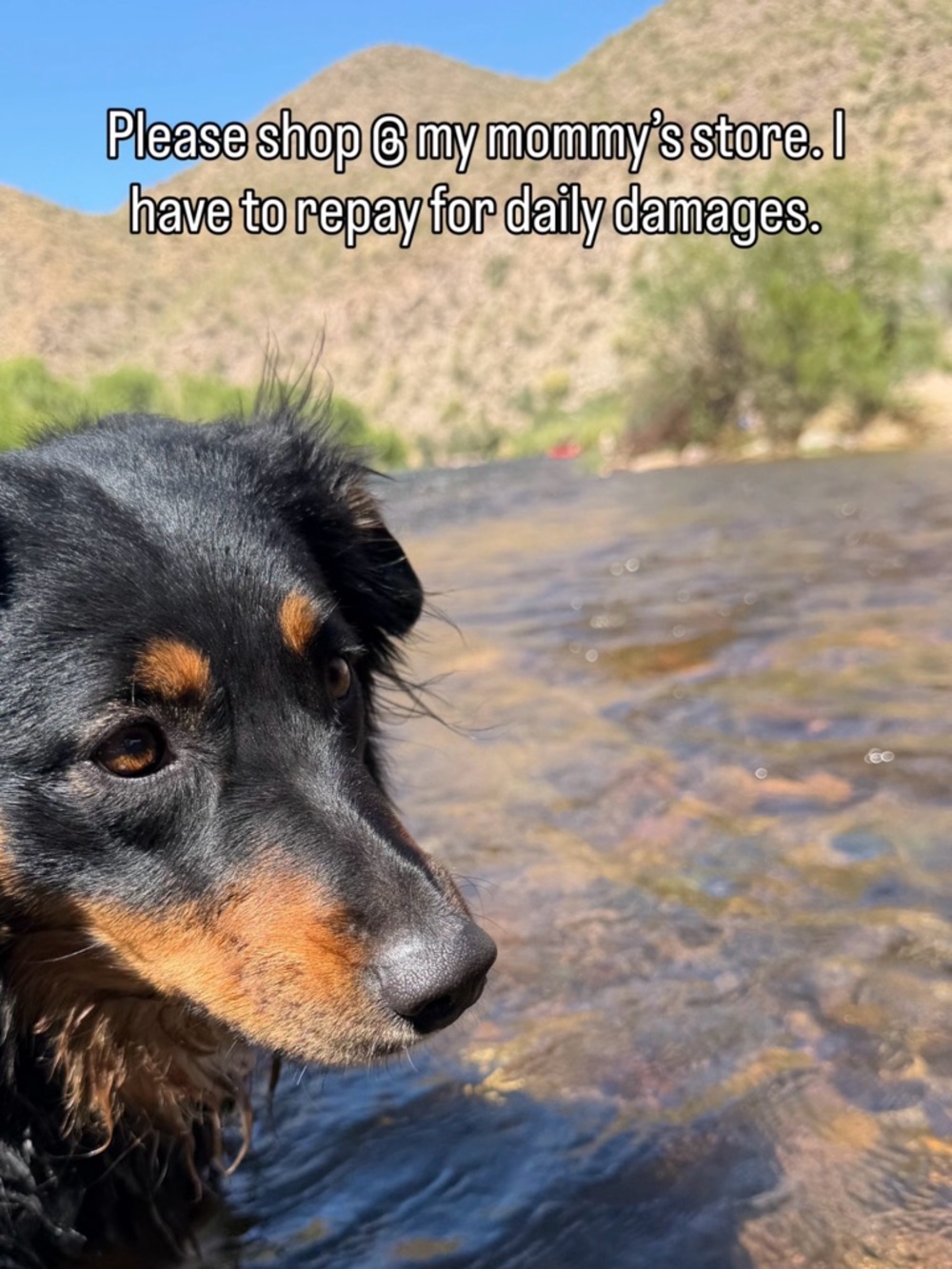 Roxy needs more treats! And repay daily damages.